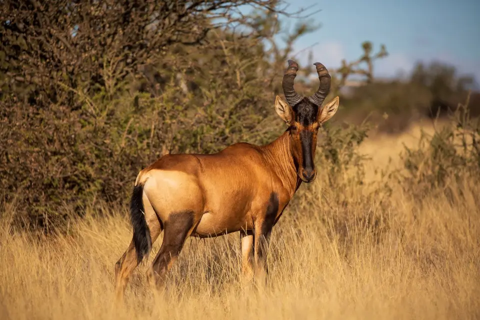 Südafrika_MokalaNP_180-2.jpg