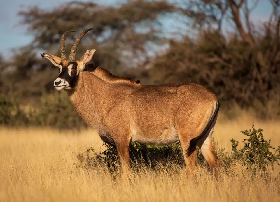 Südafrika_MokalaNP_182.jpg