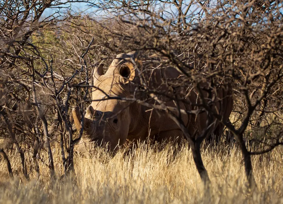 Südafrika_MokalaNP_185.jpg