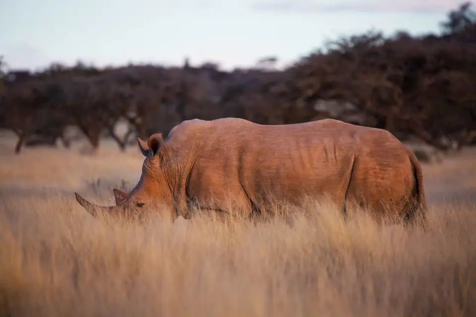 Südafrika_MokalaNP_188.jpg