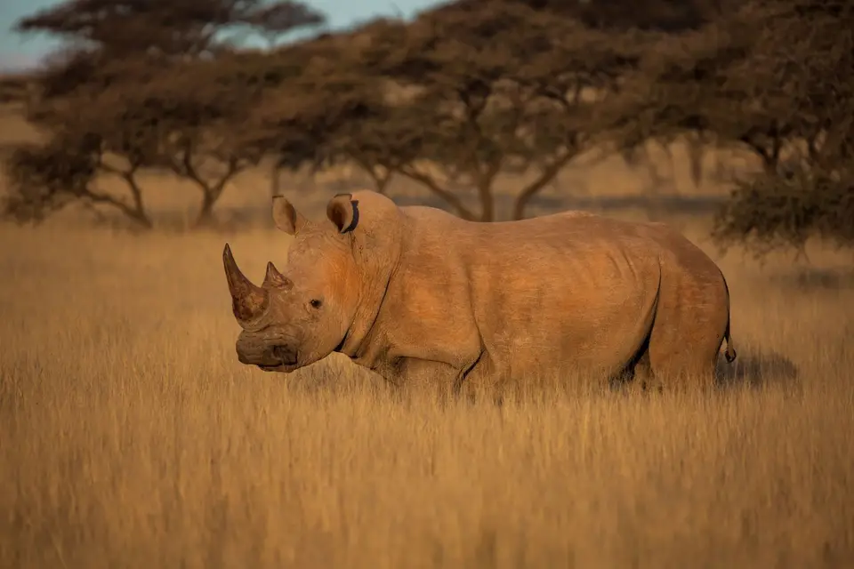 Südafrika_MokalaNP_190.jpg