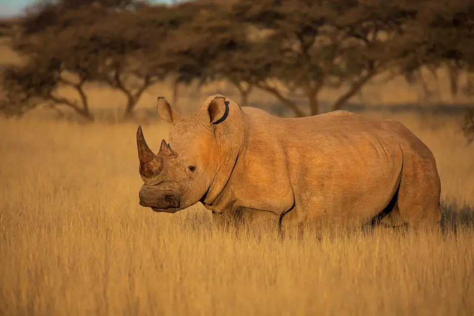 Südafrika_MokalaNP_191.jpg