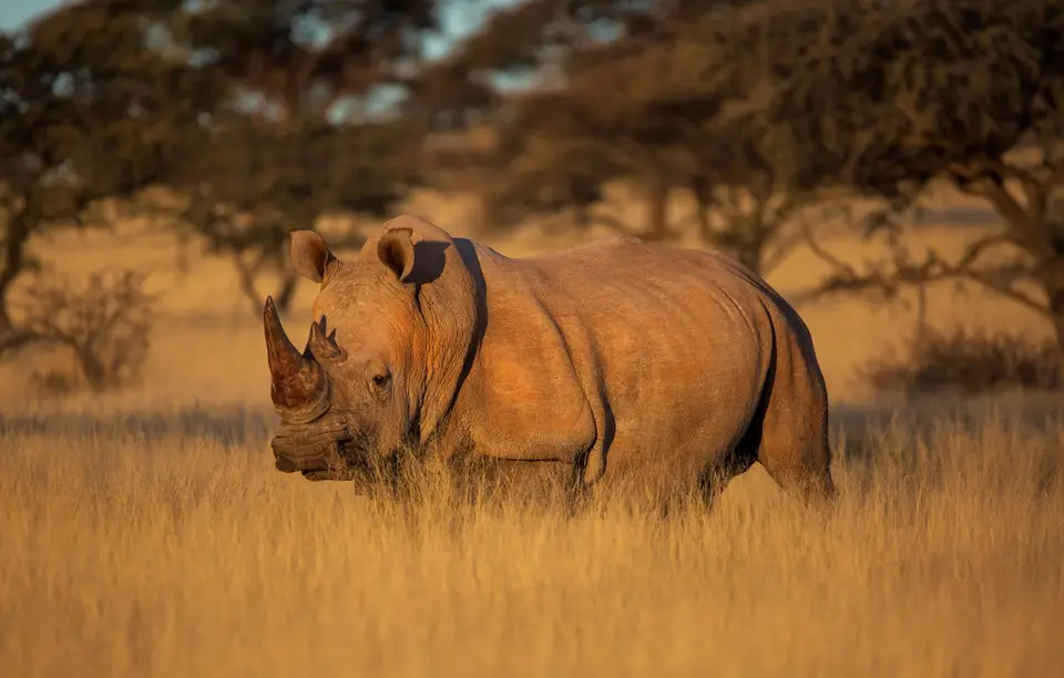 Südafrika_MokalaNP_194.jpg