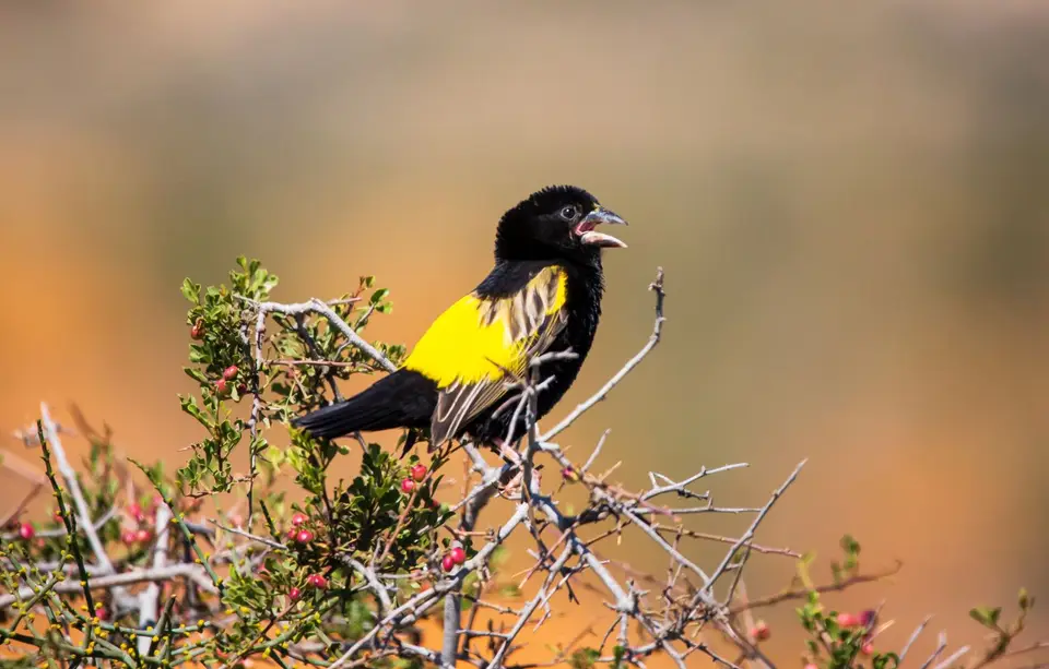 Südafrika_NamaqualandNP_11.jpg