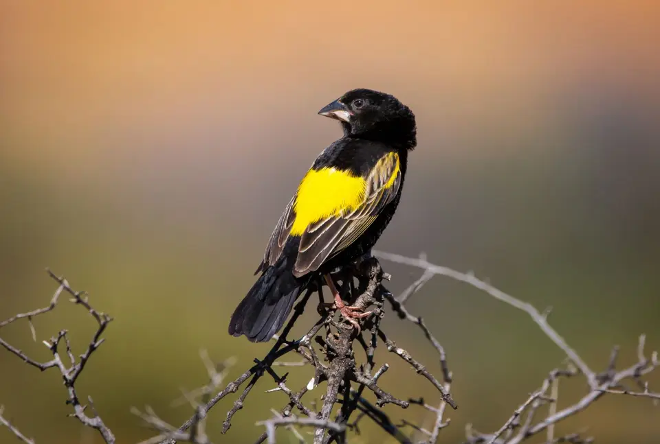 Südafrika_NamaqualandNP_13.jpg