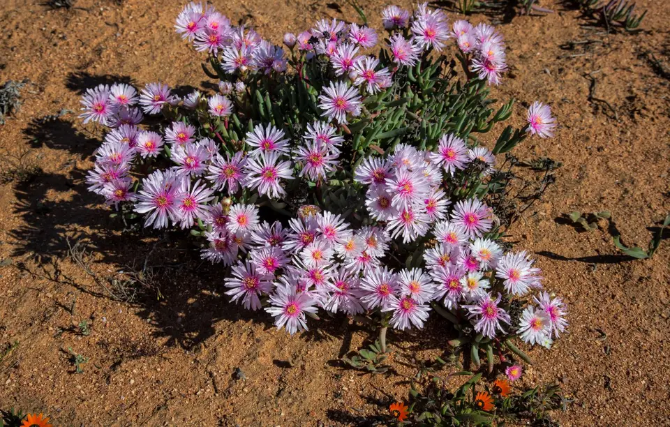 Südafrika_NamaqualandNP_77.jpg