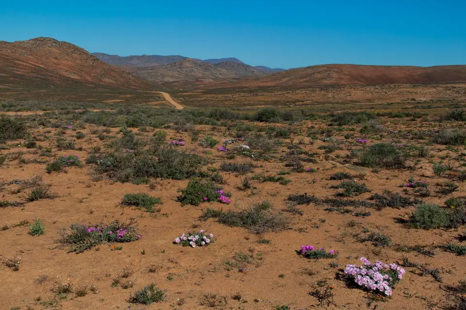 Südafrika_NamaqualandNP_78.jpg