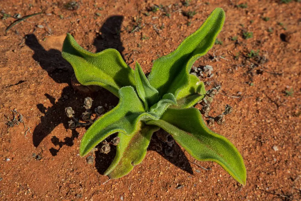 Südafrika_NamaqualandNP_80.jpg