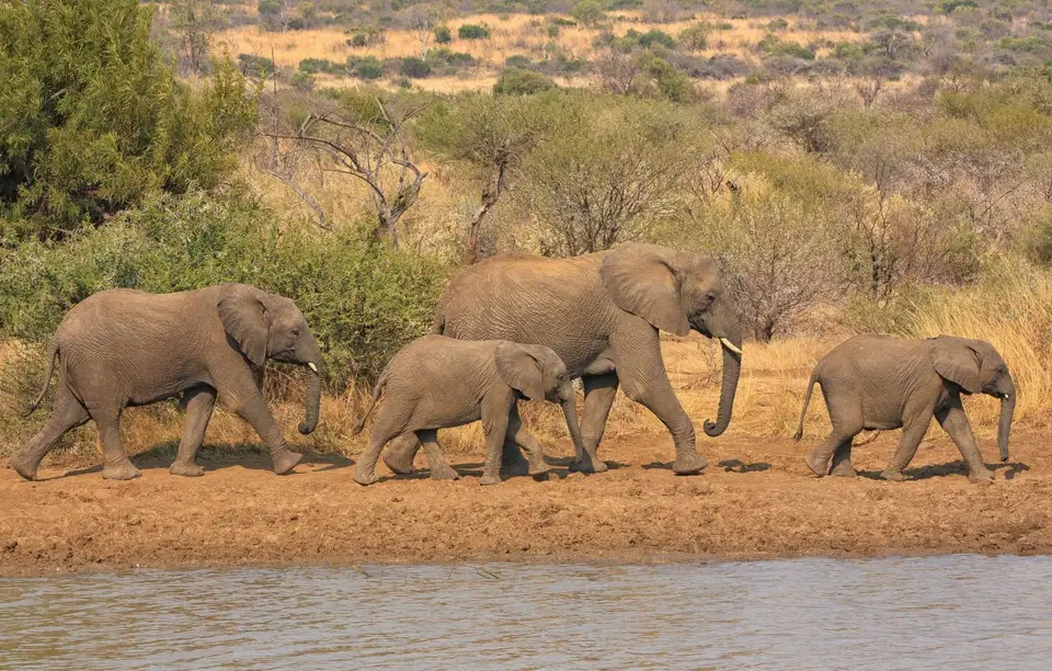 Südafrika_PilanesbergNP_032.jpg