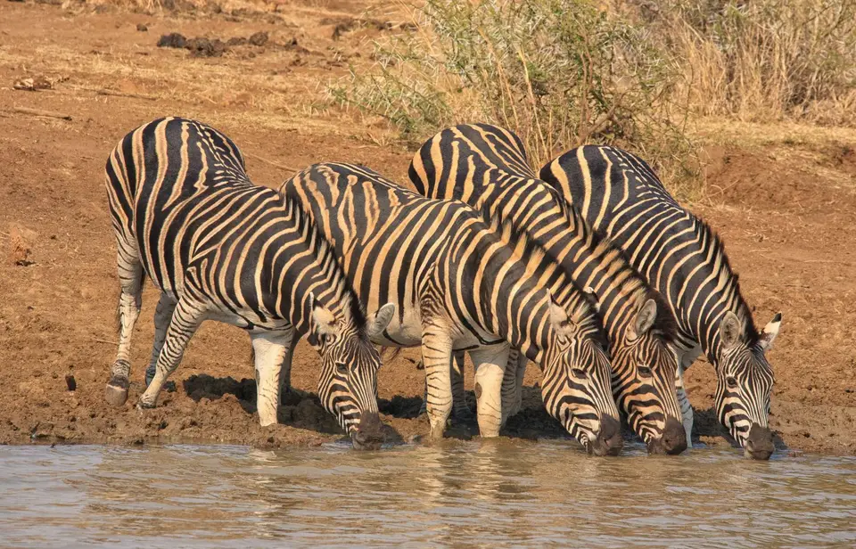 Südafrika_PilanesbergNP_034.jpg