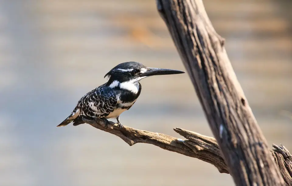 Südafrika_PilanesbergNP_040.jpg