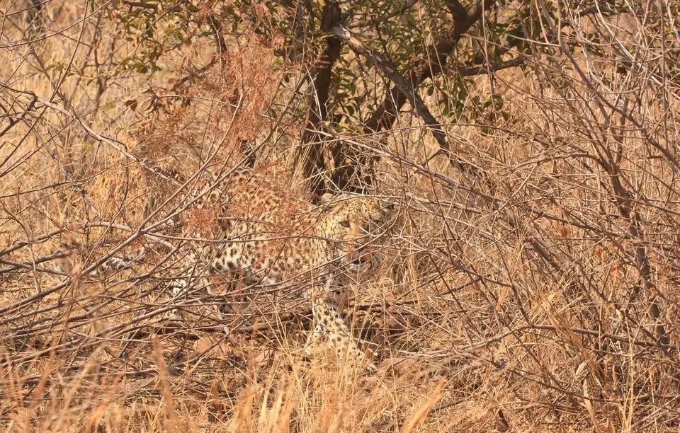 Südafrika_PilanesbergNP_042.jpg