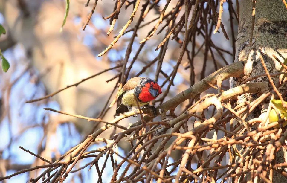 Südafrika_PilanesbergNP_044.jpg