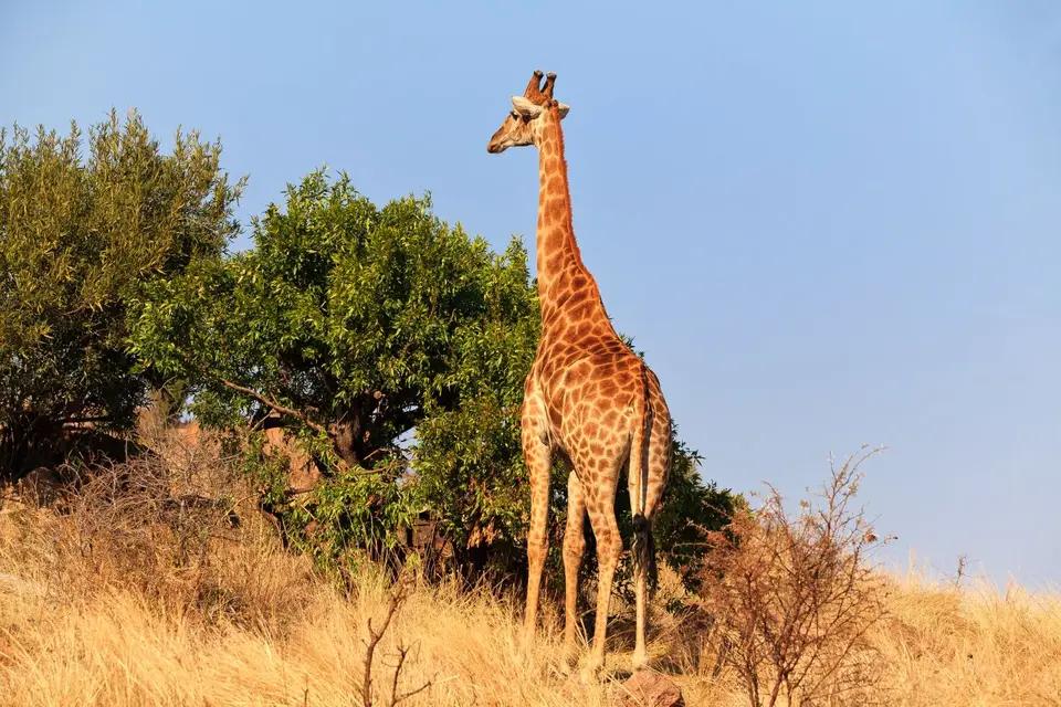 Südafrika_PilanesbergNP_051.jpg