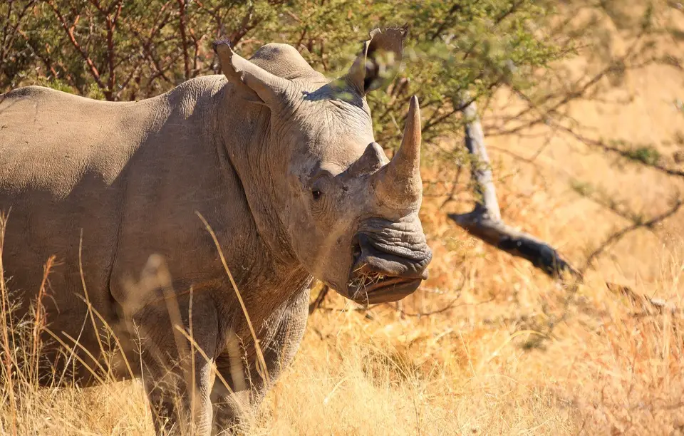 Südafrika_PilanesbergNP_055.jpg