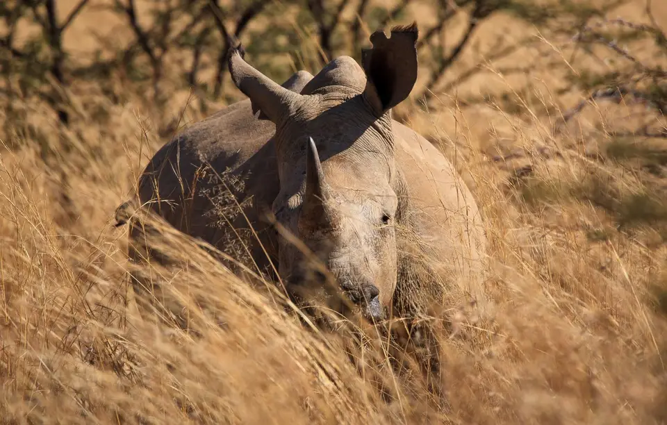 Südafrika_PilanesbergNP_057.jpg