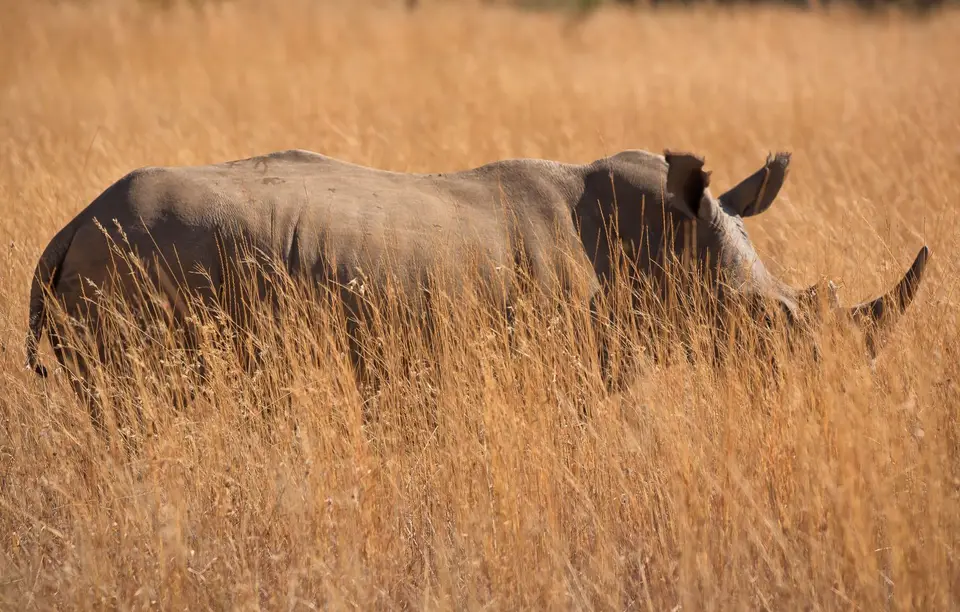 Südafrika_PilanesbergNP_058.jpg