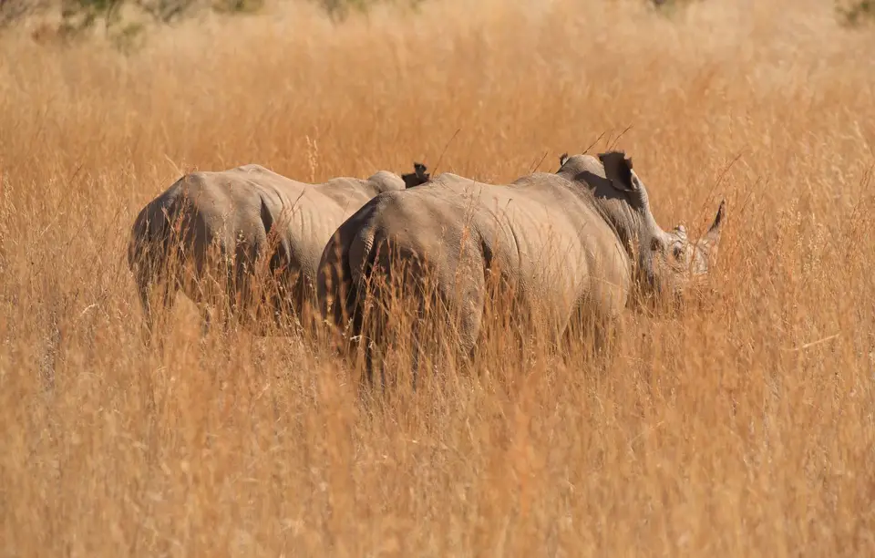 Südafrika_PilanesbergNP_059.jpg