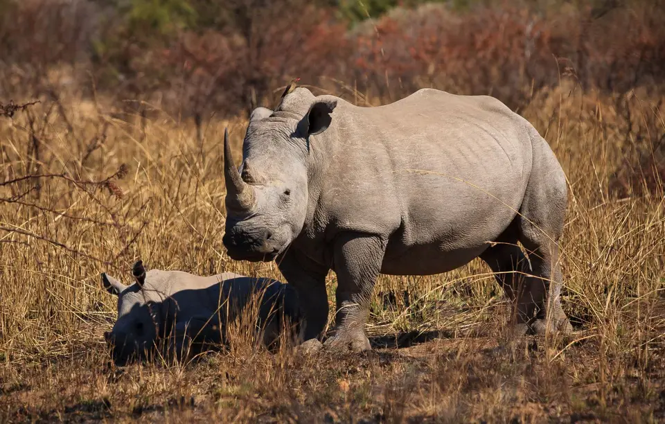 Südafrika_PilanesbergNP_089.jpg