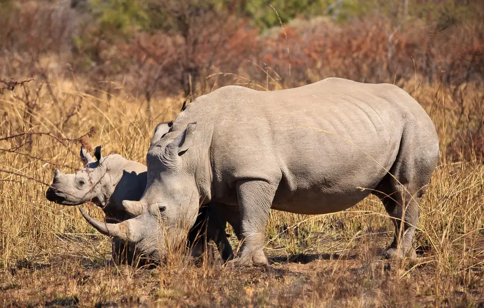 Südafrika_PilanesbergNP_090.jpg