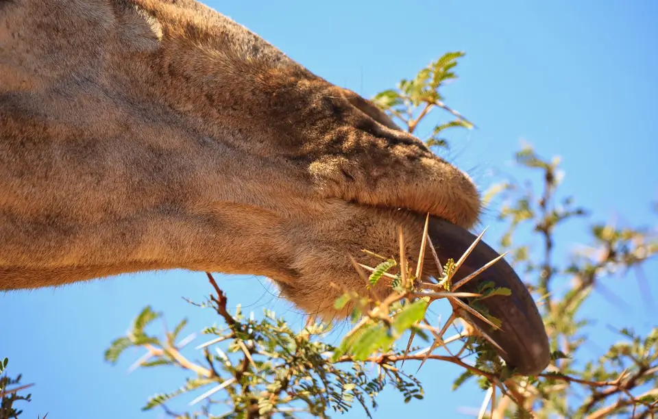 Südafrika_PilanesbergNP_093.jpg