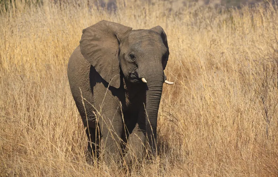 Südafrika_PilanesbergNP_099.jpg