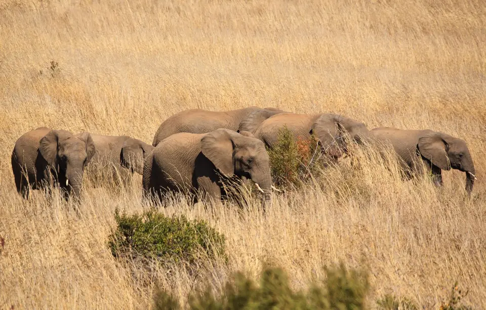 Südafrika_PilanesbergNP_100.jpg