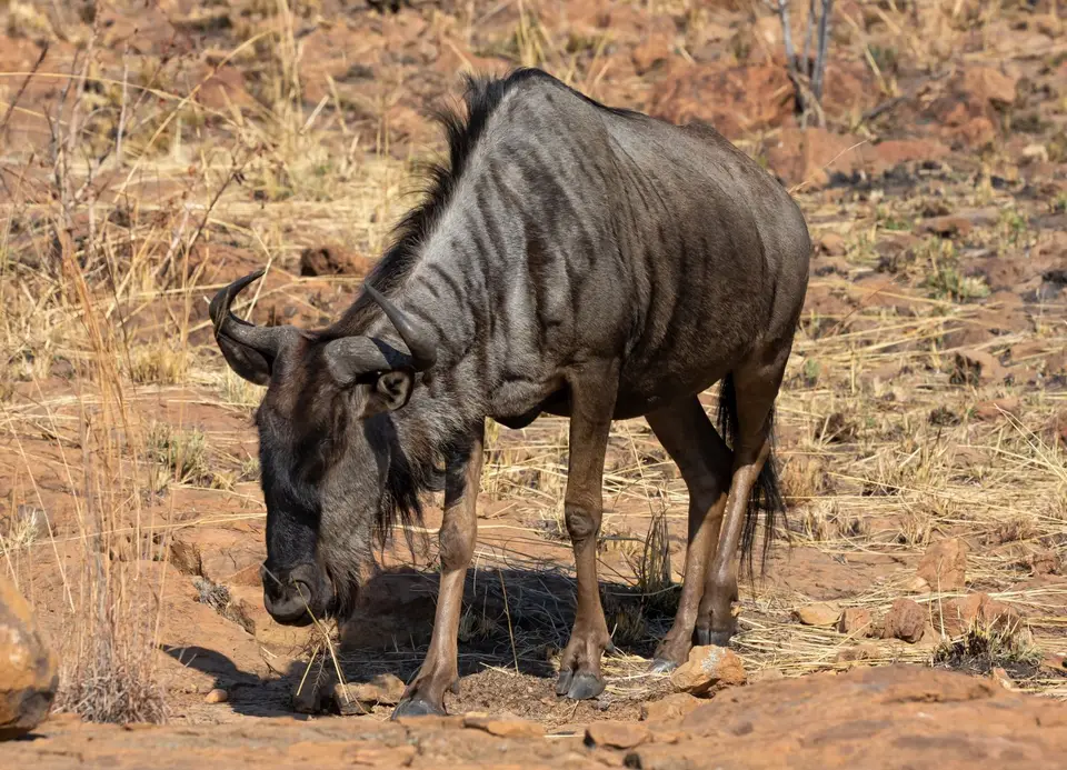 Südafrika_PilanesbergNP_108.jpg