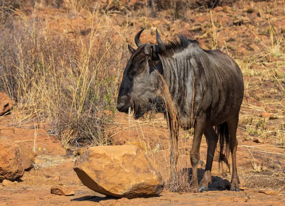 Südafrika_PilanesbergNP_109.jpg