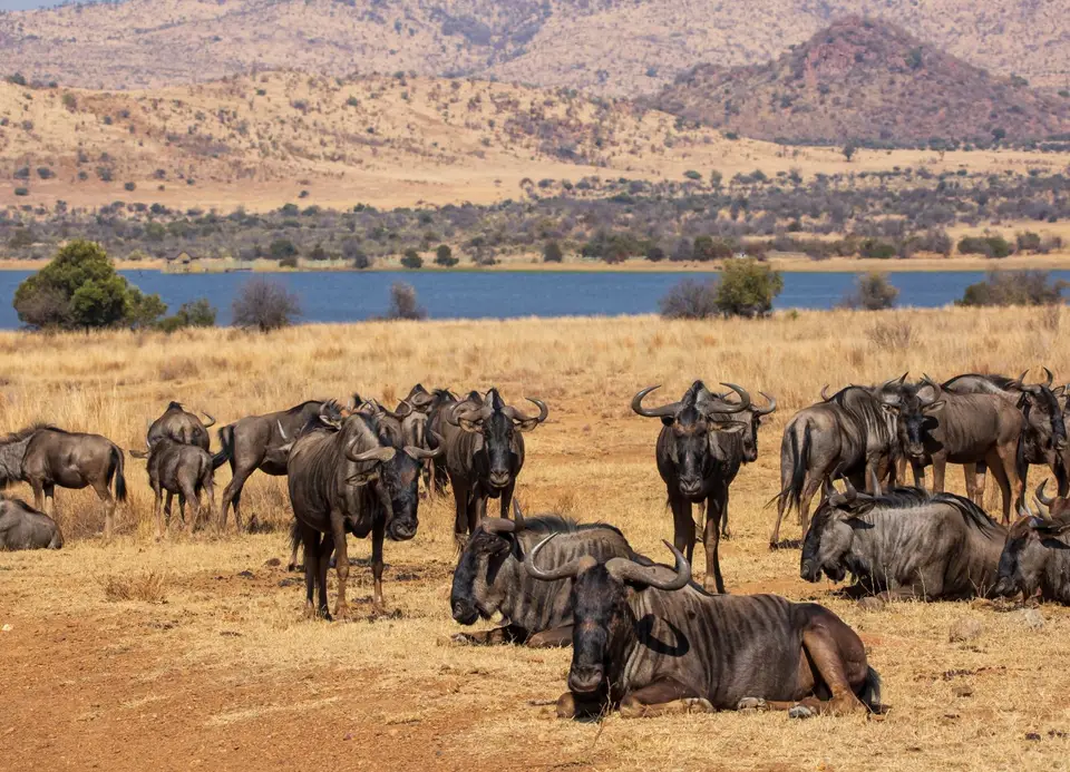 Südafrika_PilanesbergNP_112.jpg