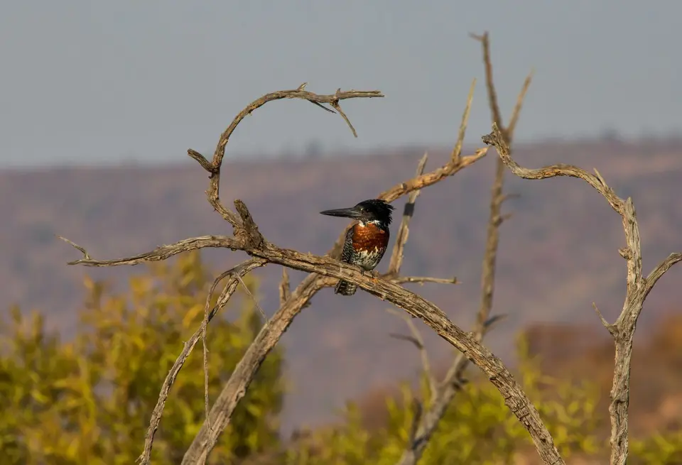 Südafrika_PilanesbergNP_124.jpg