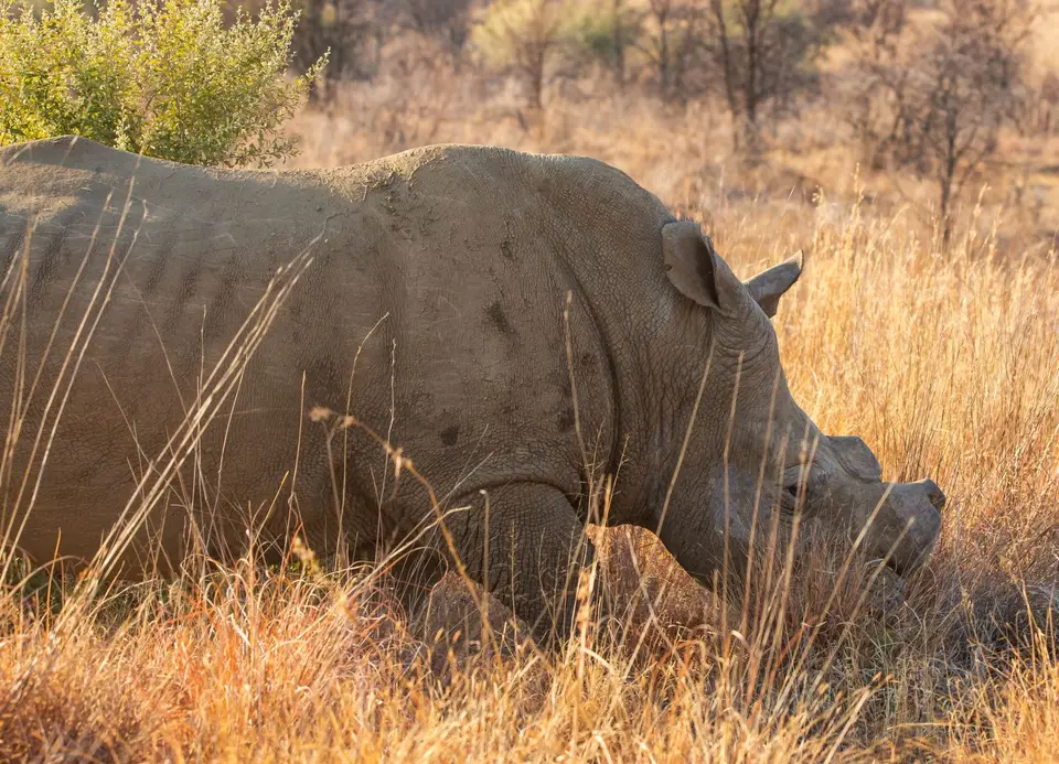 Südafrika_PilanesbergNP_127.jpg
