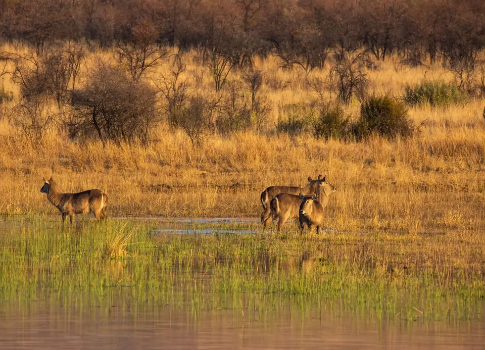 Südafrika_PilanesbergNP_131.jpg