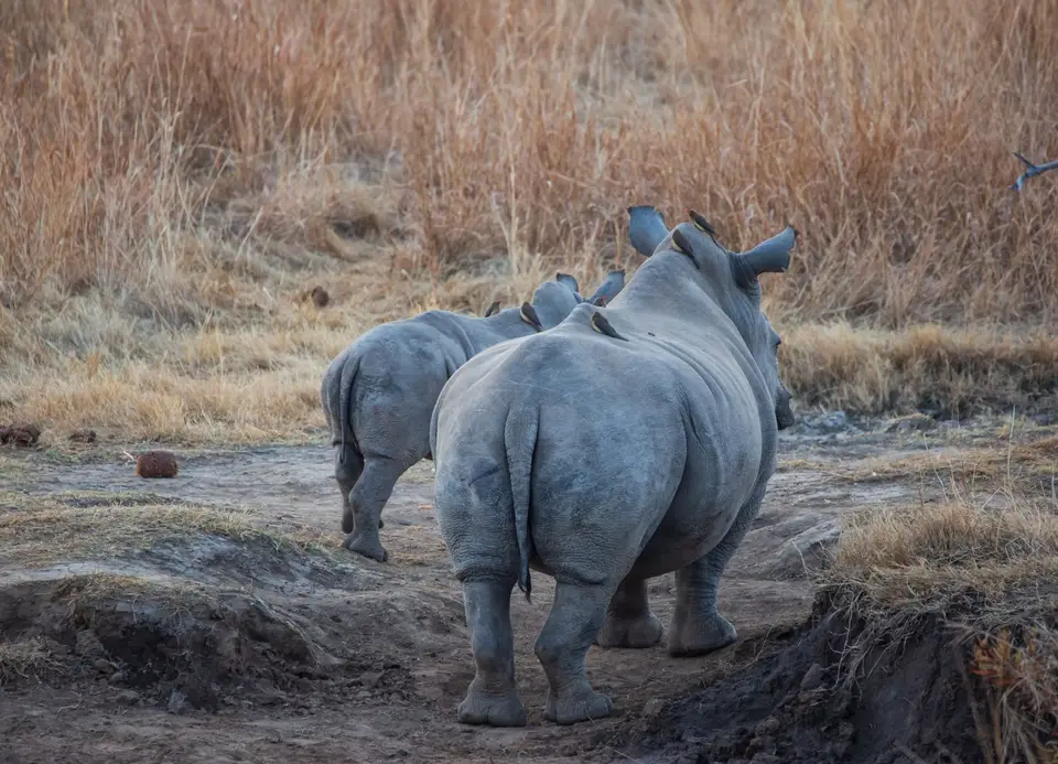 Südafrika_PilanesbergNP_137.jpg
