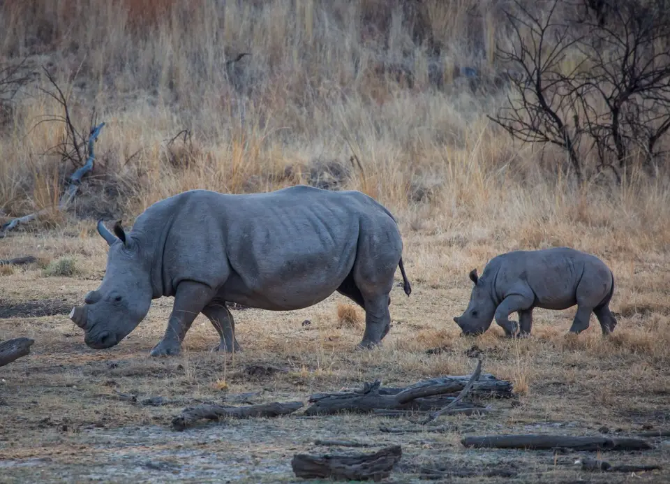 Südafrika_PilanesbergNP_139.jpg