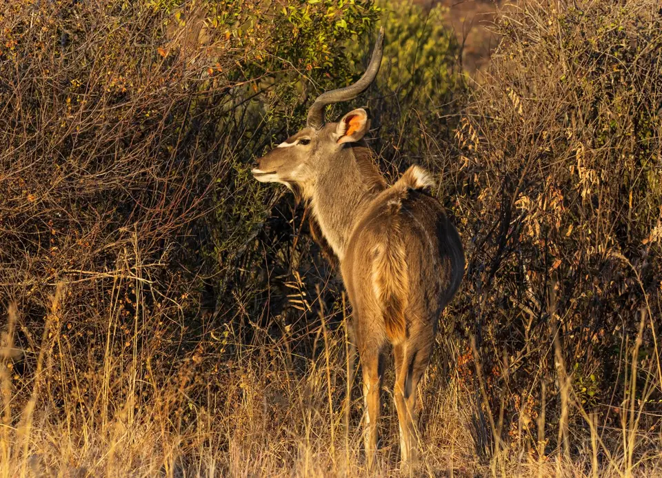 Südafrika_PilanesbergNP_146.jpg