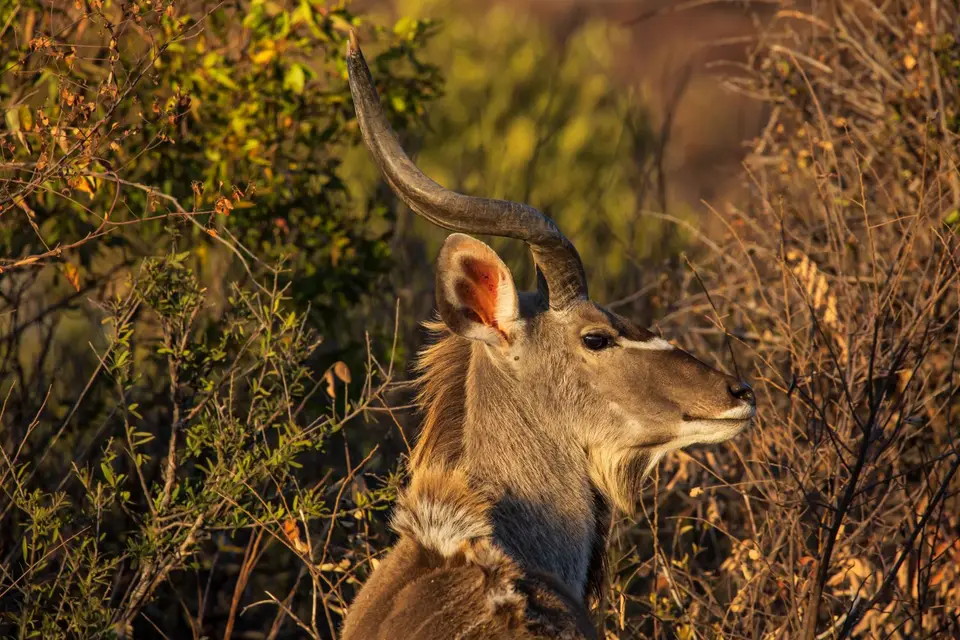 Südafrika_PilanesbergNP_147.jpg