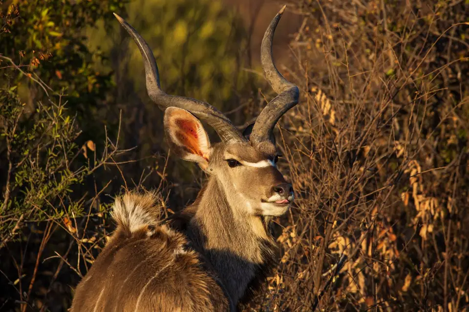 Südafrika_PilanesbergNP_148.jpg