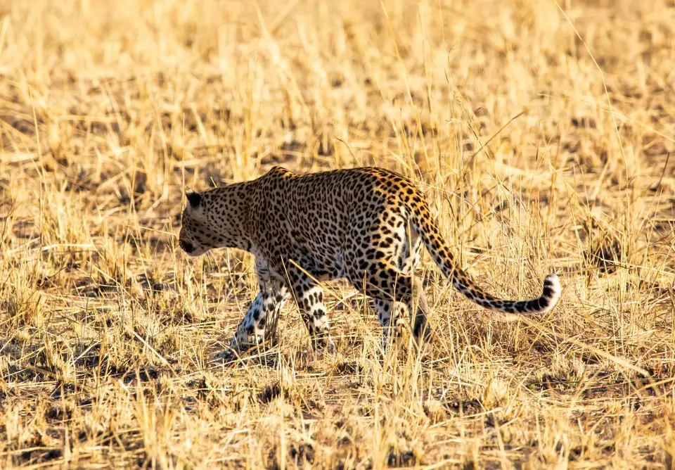 Südafrika_PilanesbergNP_154.jpg