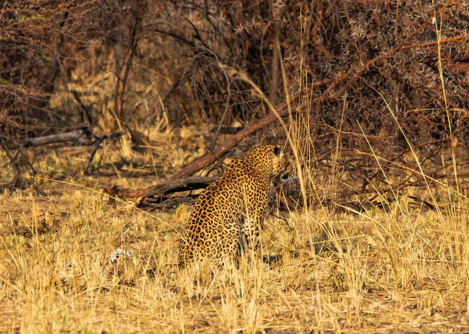 Südafrika_PilanesbergNP_155.jpg
