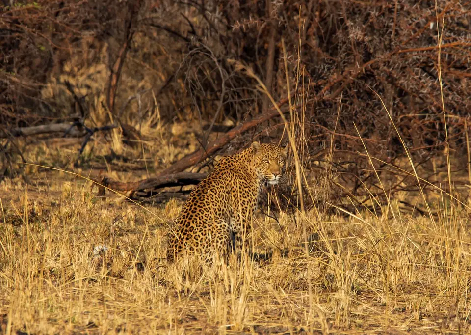 Südafrika_PilanesbergNP_156.jpg
