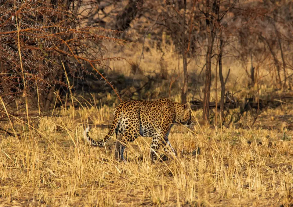 Südafrika_PilanesbergNP_157.jpg