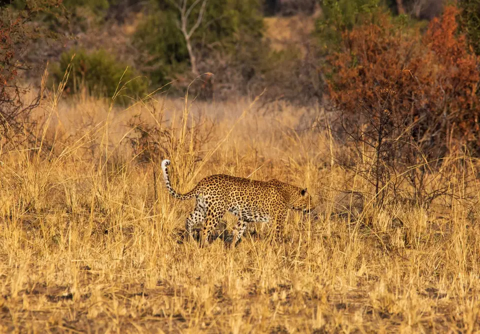 Südafrika_PilanesbergNP_159.jpg