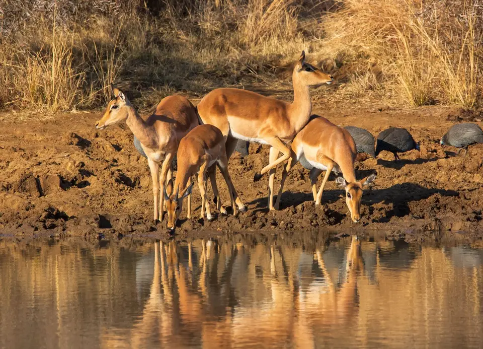 Südafrika_PilanesbergNP_162.jpg