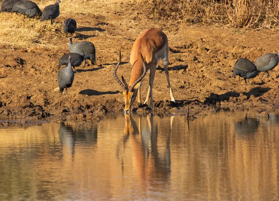 Südafrika_PilanesbergNP_163.jpg