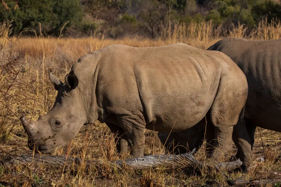 Südafrika_PilanesbergNP_171.jpg