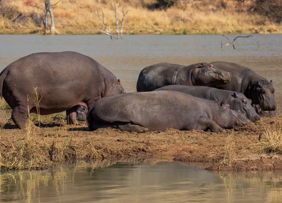 Südafrika_PilanesbergNP_180.jpg