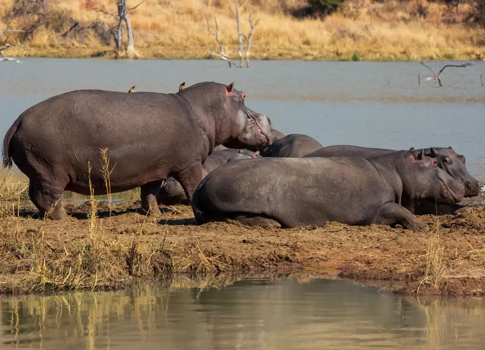 Südafrika_PilanesbergNP_182.jpg