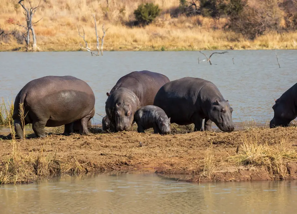 Südafrika_PilanesbergNP_184.jpg