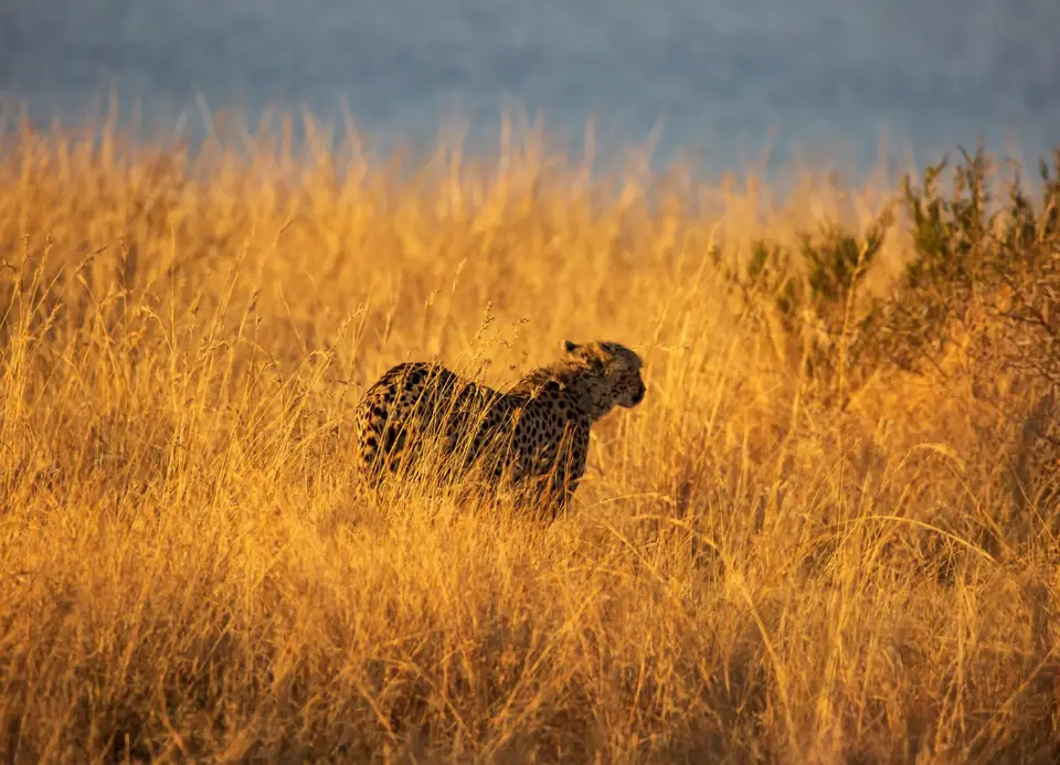 Südafrika_PilanesbergNP_194.jpg